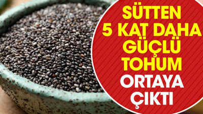 Sütten 5 kat daha güçlü tohum ortaya çıktı