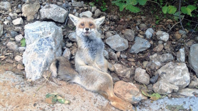 Yaralı halde bulunan tilki tedavi altına alındı