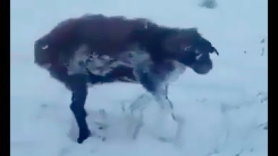 Sıcaklık aniden düşünce hayvanlar ayakta donarak öldü