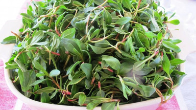 Madımak otu hangi rahatsızlıklara iyi gelir