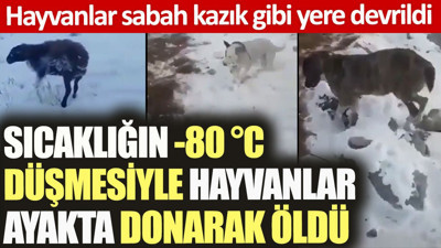 Sıcaklığın -80 °C düşmesiyle hayvanlar ayakta donarak öldü. Sabah kazık gibi yere devrildiler