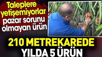 Taleplere yetişemiyorlar. 210 metrekarede yılda 5 ürün. Pazar sorunu olmayan ürün