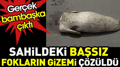 Sahildeki başsız fokların gizemi çözüldü. Gerçek bambaşka çıktı