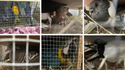 Jandarma baskın yaptı. 124 farklı cins kuş yakalandı