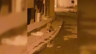Aç kalan tilki şehir merkezine indi. O anları 'hayırdır tilki kardeş' diyerek kayda aldı