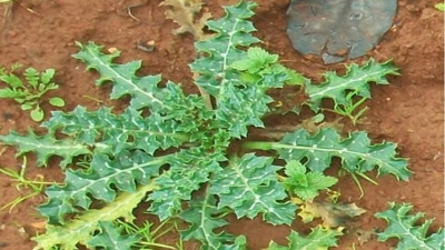 Böbrek taşlarını düşürüyor. İşte dikkat çeken mucize ot