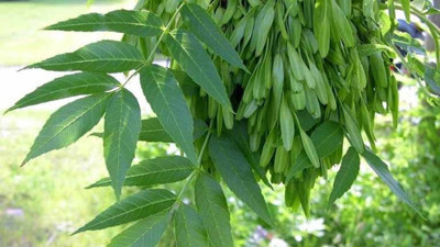 Dişbudak otu en çok neye iyi gelir