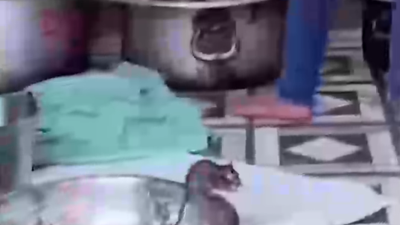 Farelerle birlikte yemek yaptı. Yemek malzemelerinin arasında dolaştılar