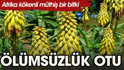 Ölümsüzlük otu