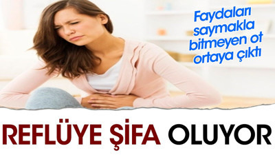Reflüye şifa oluyor. Faydaları saymakla bitmeyen ot ortaya çıktı
