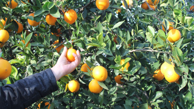 Bahçede 3 liraya markette 45 liraya satılıyor. Çiftçi toplanması için üstüne para verecek hale geldi