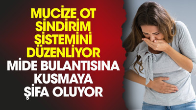 Mucize ot sindirim sistemini düzenliyor. Mide bulantısına kusmaya şifa oluyor