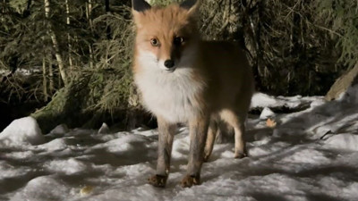 Aç tilkileri elleriyle doyurdular