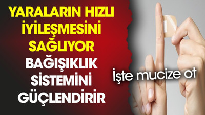 Yaraların hızlı iyileşmesini sağlıyor. Bağışıklık sistemini güçlendirir. İşte mucize ot
