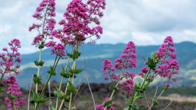 Kedi Otunun çok az bilinen yararları şaşırtıyor