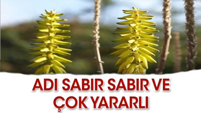 Sarısabır Otu nelere iyi gelir