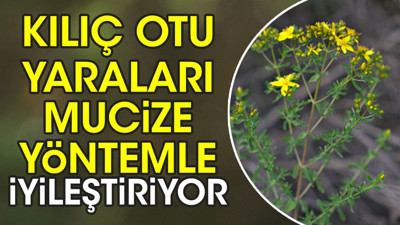 Kılıç otu yaraları mucize yöntemle iyileştiriyor