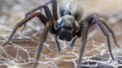 Bu örümceğin tek ısırığı tırnağı deliyor İnsanı anında öldürüyor. Böylesi ilk defa görüldü