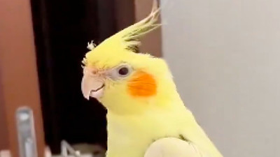 Evlilik kuşa yaradı: Yanına dişi kuş gelen erkek kuş sağlığına kavuştu