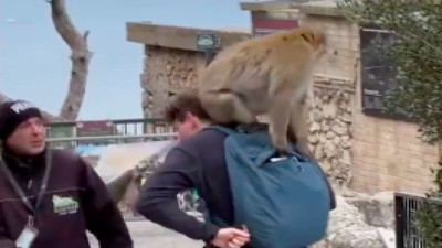 Hırsız maymuna güvenlik görevlisinden "anne terliği" taktiği