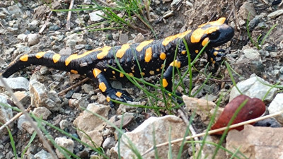 Nesli tehlike altındaki Türk semenderi görüldü