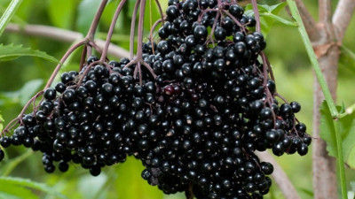 Patlangıç hangi hastalığa iyi gelir (08 Ocak 2024)