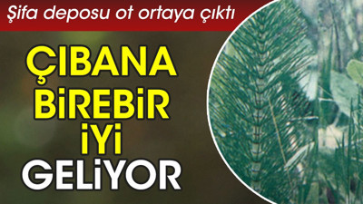 Çıbana birebir iyi geliyor. Şifa deposu ot ortaya çıktı