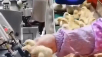 Tavuk yetiştirme tesislerinde "Hızlı büyüsün" diye civcivlere yapılan işlem ortaya çıktı