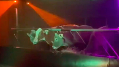 Ahırları pavyona çevirince ineklerin süt verimi iki katına çıktı