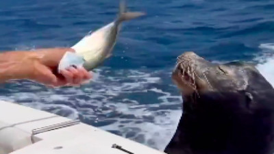 Teknedekilerin verdiği balık küçük olunca beğenmeyen fokun komik isteği