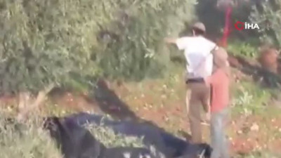 Bunu da yaptılar. İsrailliler Filistinlilerin zeytinlerini çaldı
