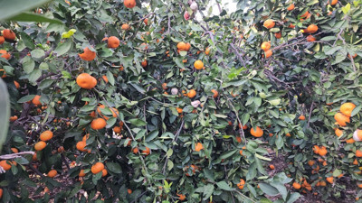 Mandalinalar ağaçta kaldı. Fiyatı 2 liraya kadar düştü