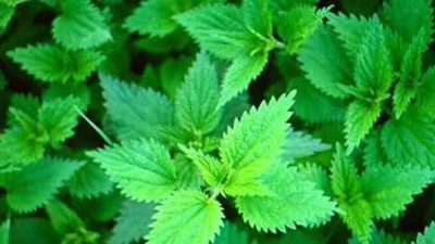 Alerji savaşçısı bitkiler