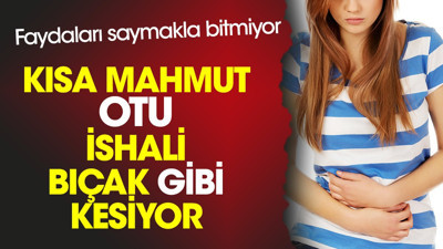 Kısa Mahmut otu ishali bıçak gibi kesiyor. Faydaları saymakla bitmiyor