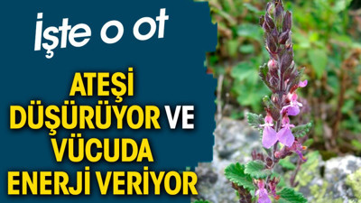 Ateşi düşürür ve vücuda enerji veriyor. İşte o ot