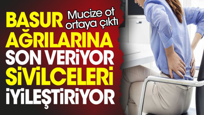 Basur ağrılarına son veriyor. Sivilceleri iyileştiriyor. Mucize ot ortaya çıktı