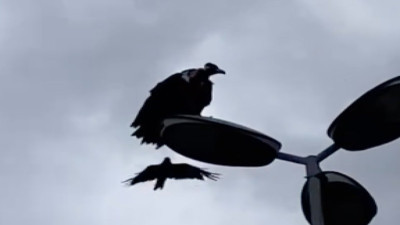 Vatandaşlar İstanbul'un göbeğinde akbaba gördü