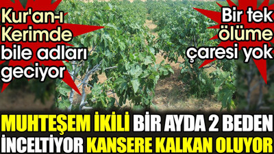 Muhteşem ikili bir ayda 2 beden inceltiyor. kansere kalkan oluyor. Bir tek ölüme çaresi yok. Ku'an-ı Kerim'de bile adları geçiyor