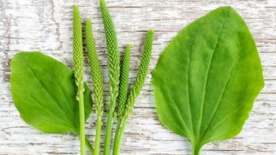 Sinirli yararlı bir ot