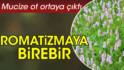 Romatizmaya birebir. Mucize ot ortaya çıktı