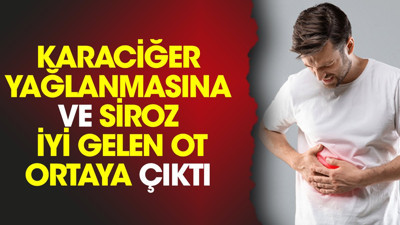 Karaciğer yağlanmasına ve siroza iyi gelen ot ortaya çıktı