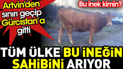 Artvin’den sınırı geçip Gürcistan’a giden ineğin sahibini tüm ülke arıyor. Kimin bu inek?