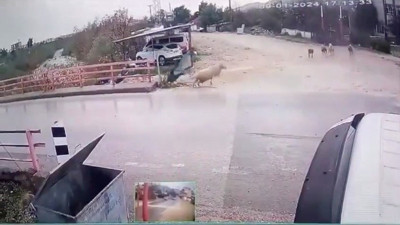 Karşıya geçerken araba değil koç çarptı! Herkes bu koçu konuşuyor