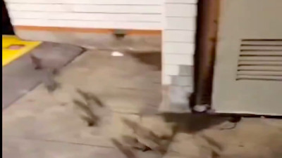 Sokakta yatan adamın battaniyesinin içinden fare sürüsü çıktı