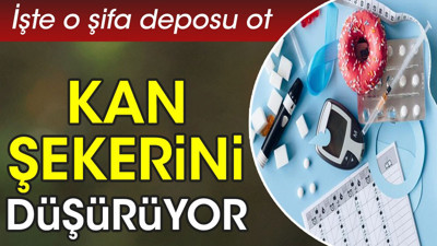 Kan şekerini düşürüyor. İşte o şifa deposu ot