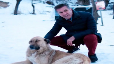 Mustafa Sarıgül'den sokak hayvanları için anlamlı mesaj: "Sokak hayvanları benim için siyaset üstü bir meseledir."