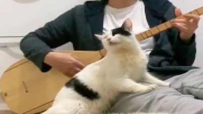 Sahibi türkü söylerken kendinden geçen kediler gündem oldu