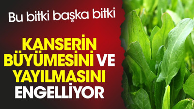 Kanserin büyümesini ve yayılmasını engelliyor. Bu bitki başka bitki