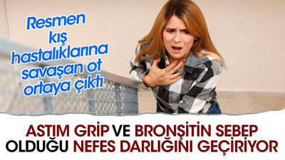 Astım grip ve bronşitin sebep olduğu nefes darlığını geçiriyor. Resmen kış hastalıklarına savaşan ot ortaya çıktı