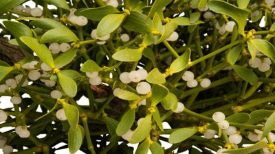 Ökse otunun hiç bilmediğiniz faydaları ortaya çıktı. Doğanın sunduğu mucize